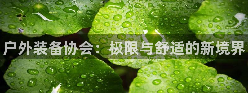 新宝gg分红
