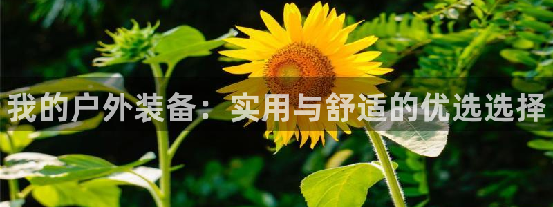 新宝gg挣钱